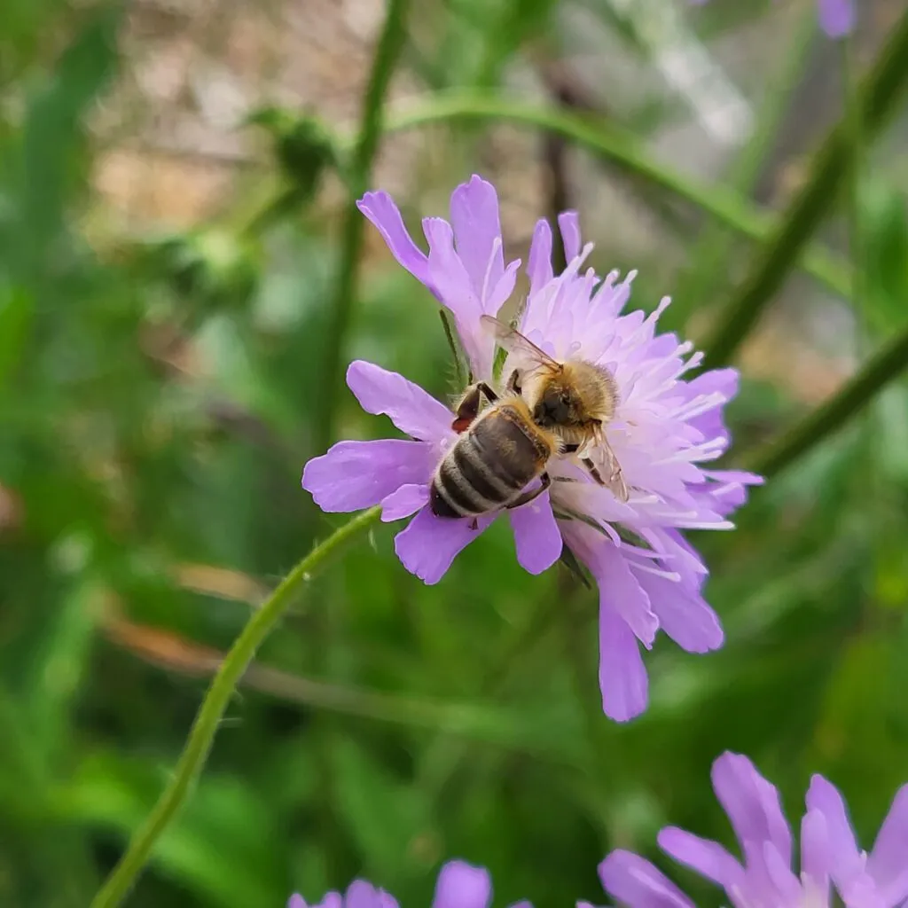 MediGran Knautia arvensis Beemdkroon zaden lila bloemen