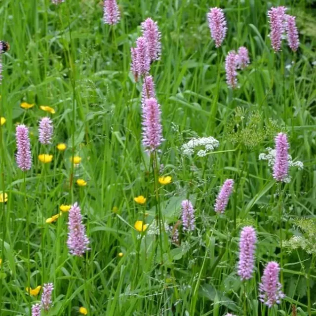 MediGran Adderwortel Persicaria bistorta zaden onbespoten