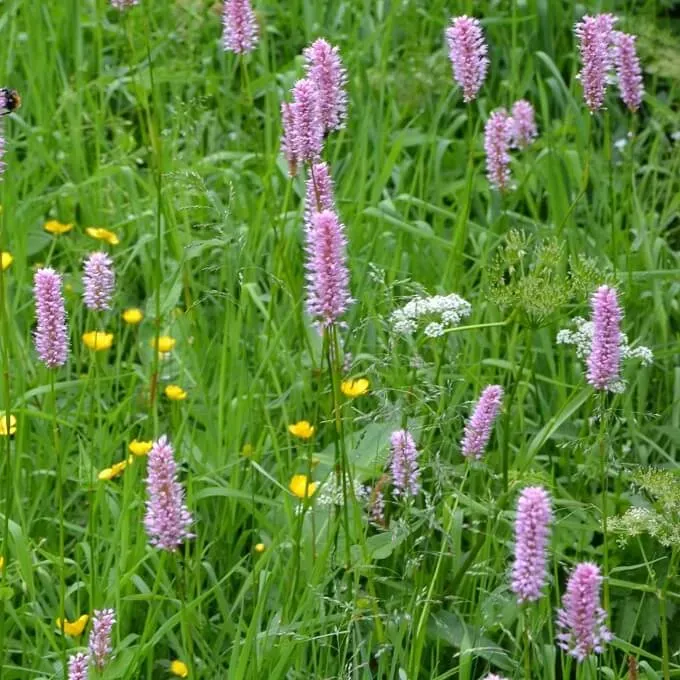 MediGran Adderwortel Persicaria bistorta zaden onbespoten