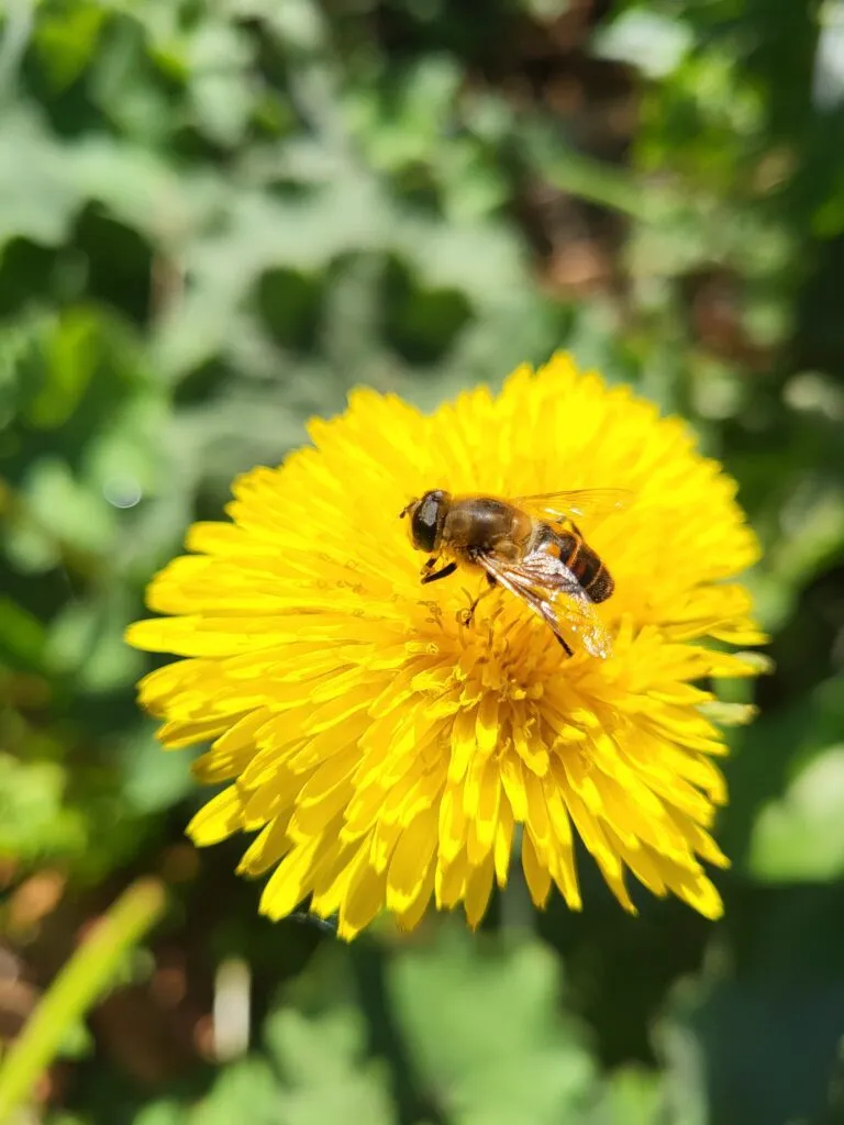 MediGran Taraxacum officinale paardenbloem zaden inheems