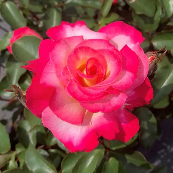 World Botanics Hybrid Tea Trio rozen kale wortel 3 stuks