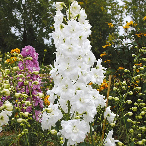 World Botanics Aurora ridderspoor jonge planten 5 stuks gemengd