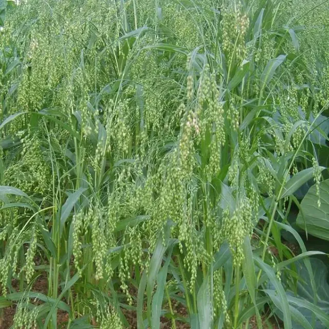 MediGran Panicum miliaceum pluimgierst zaden onbespoten
