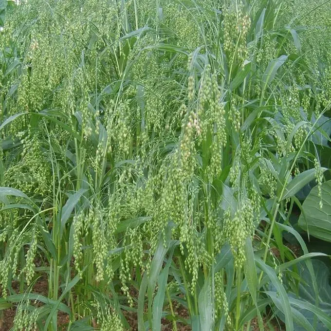 MediGran Panicum miliaceum pluimgierst zaden onbespoten