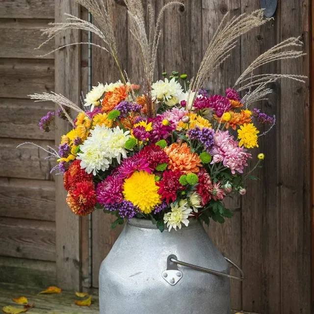 Woolmans Chrysanthemum plukmix jonge planten 10 stuks