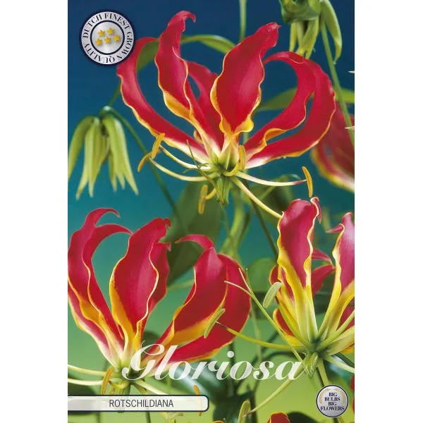 World Botanics Gloriosa Rothschildiana bloembollen klimmend rood