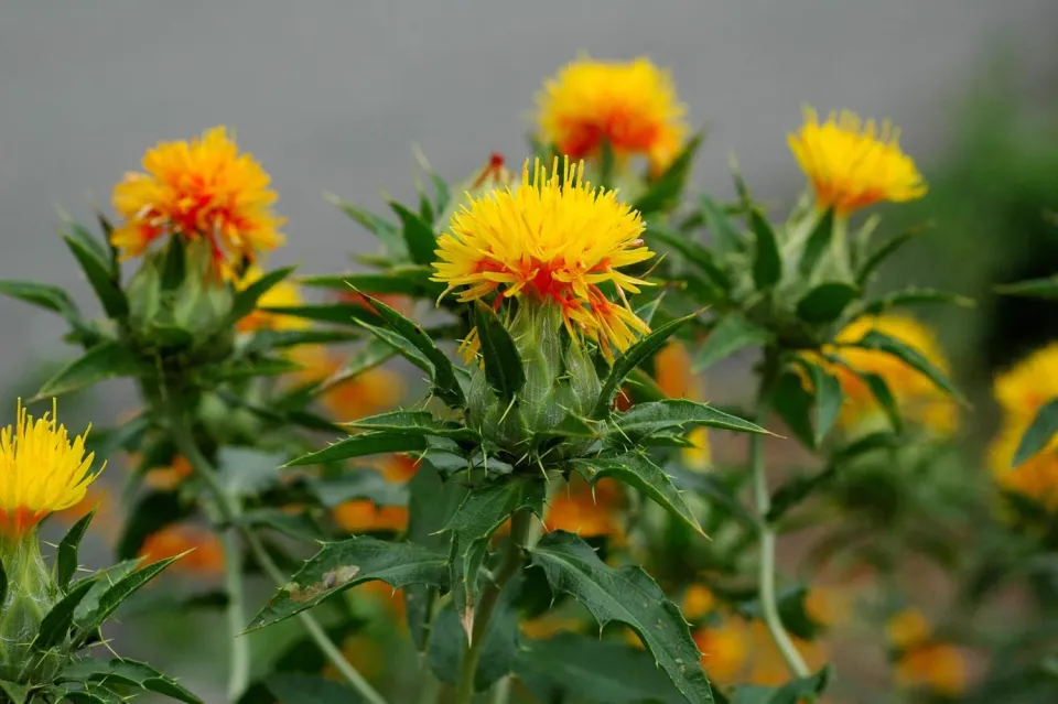 De Tuinen van MergenMetz Saffloer zaden 20 stuks oranje droogbloem