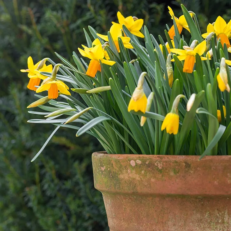 World Botanics Narcissus Jetfire Bloembollen 15 stuks geel-oranje
