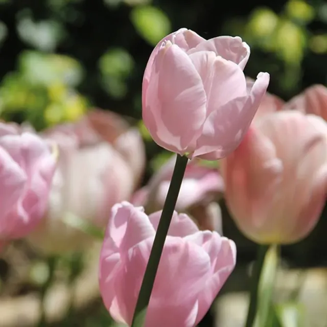 World Botanics Tulip Pink Diamond bollen 15 stuks roze