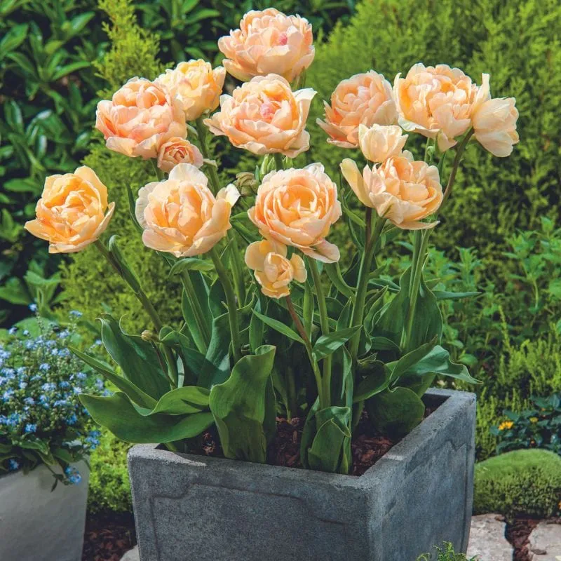 World Botanics Charming Lady tulpenbollen 15 stuks oranje