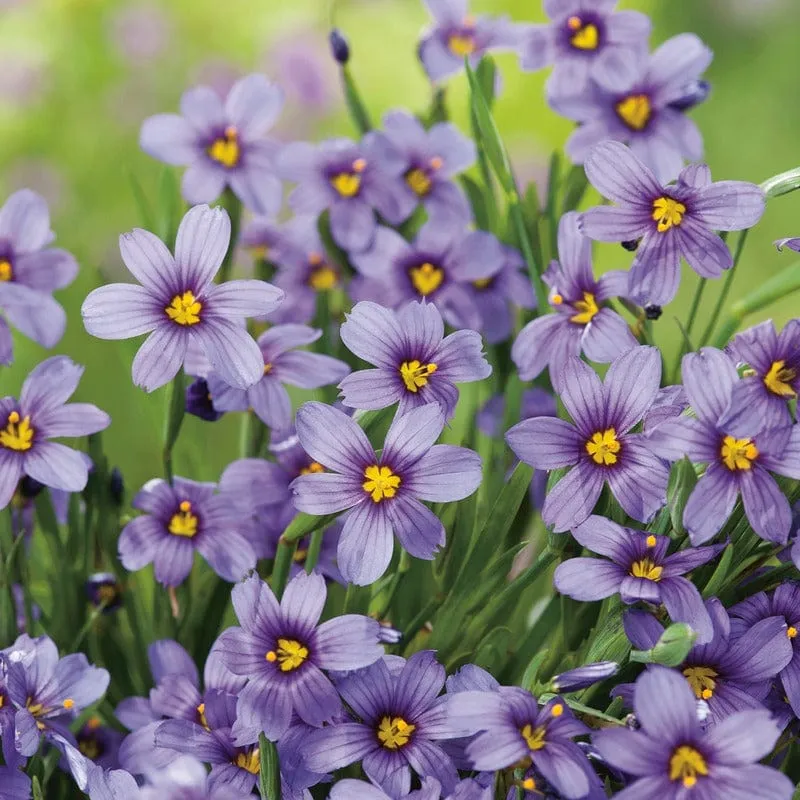 World Botanics Moody Blues sisyrinchium zaden blauwpaars