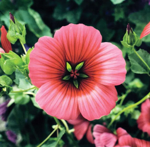World Botanics Malope Vulcan bloemzaden rood
