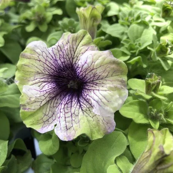 Petunia Plum Cockatoo jonge planten 5 stuks paars-geel