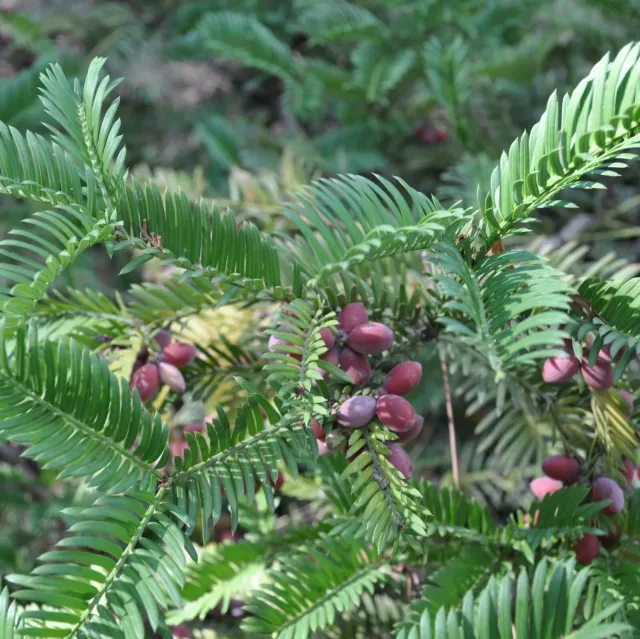 De Tuinen van MergenMetz Chinese knoptaxus plant C2 winterhard