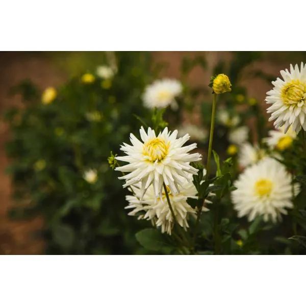 World Botanics My Love dahlia plant wit cactus
