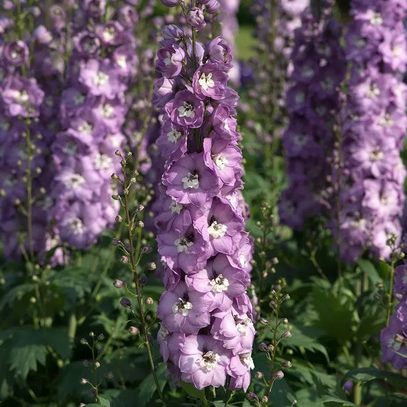 World Botanics Aurora Pink Dawn ridderspoor jonge planten 5 stuks roze