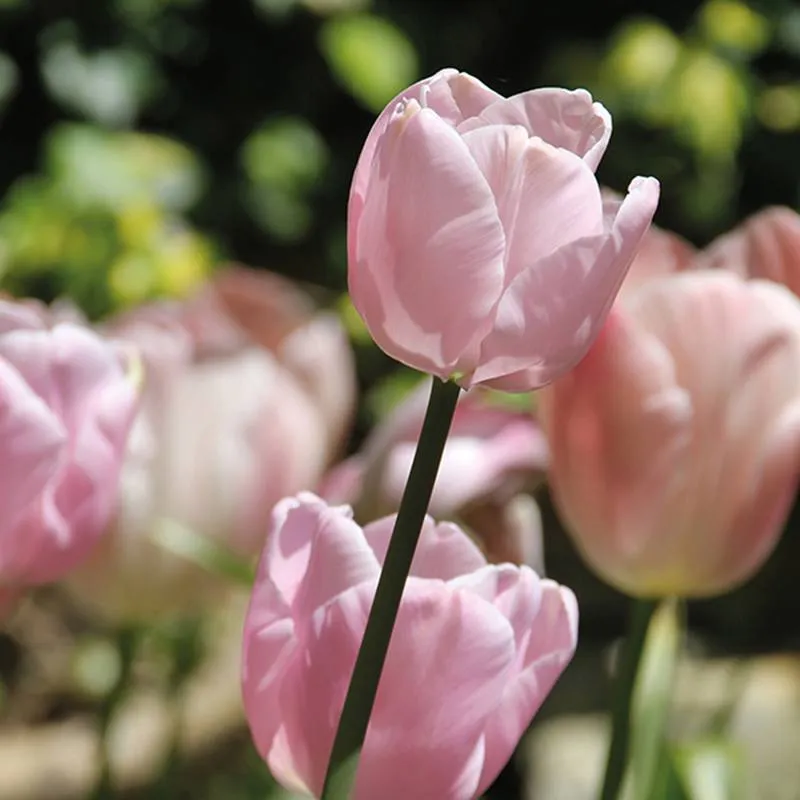 World Botanics Pink Diamond tulpenbollen 30 stuks mix