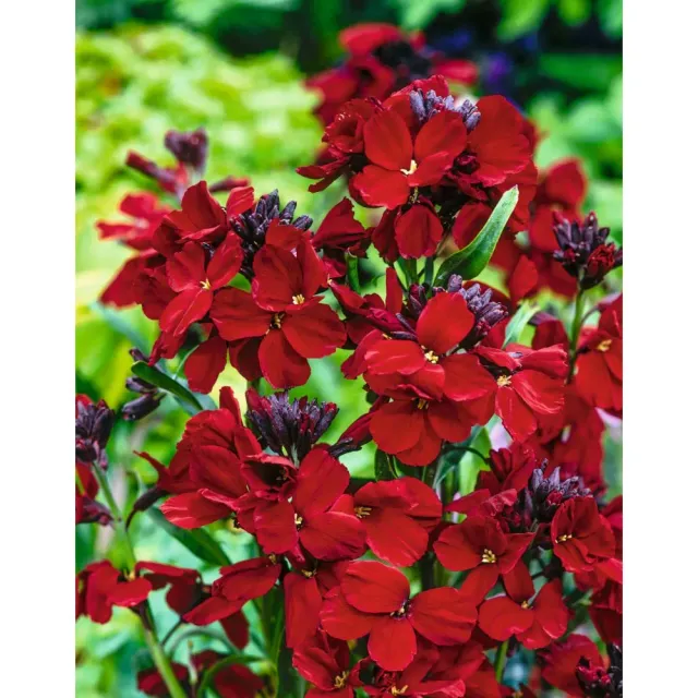 World Botanics Muurbloem Scarlet Emperor kale wortel 10 stuks rood