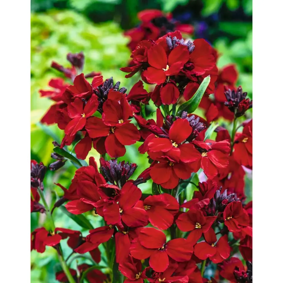 World Botanics Muurbloem Scarlet Emperor kale wortel 10 stuks rood