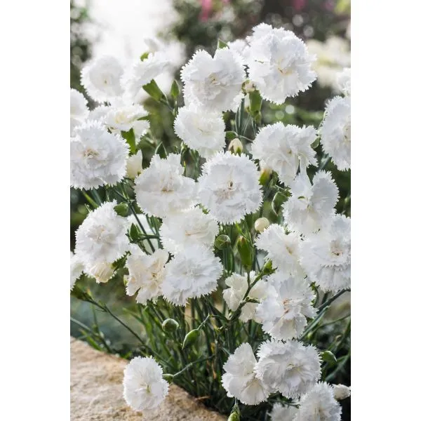 World Botanics Sweet Pleasure dianthus planten 15 stuks mix