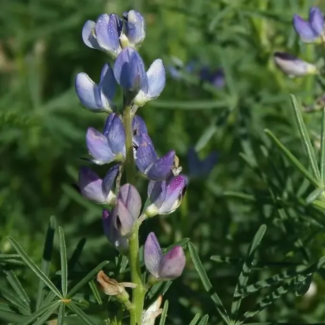 MediGran Lupinus angustifolius blauwe lupine zaden onbespoten schraal