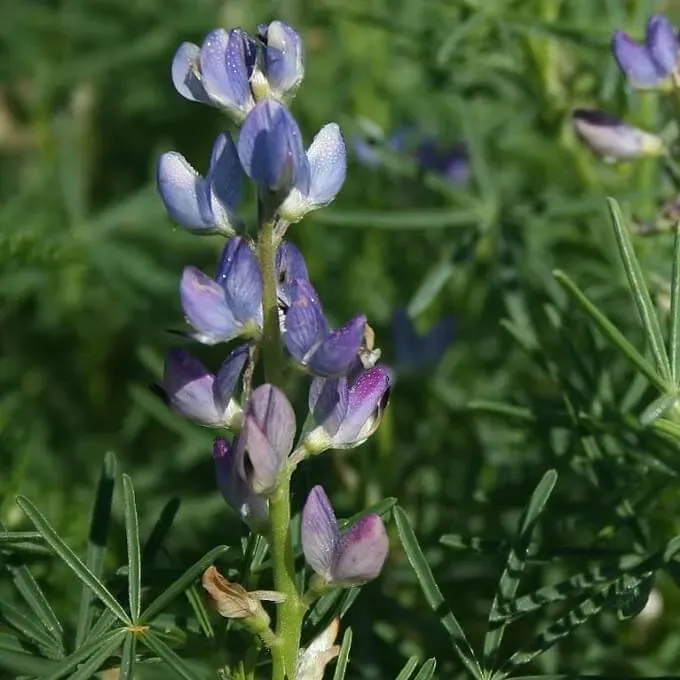 MediGran Lupinus angustifolius blauwe lupine zaden onbespoten schraal
