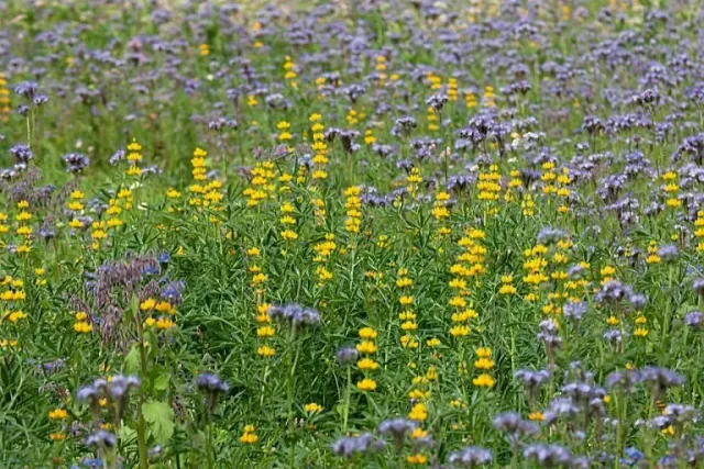 MediGran GM-10 groenbemestingsmengsel bloemrijk