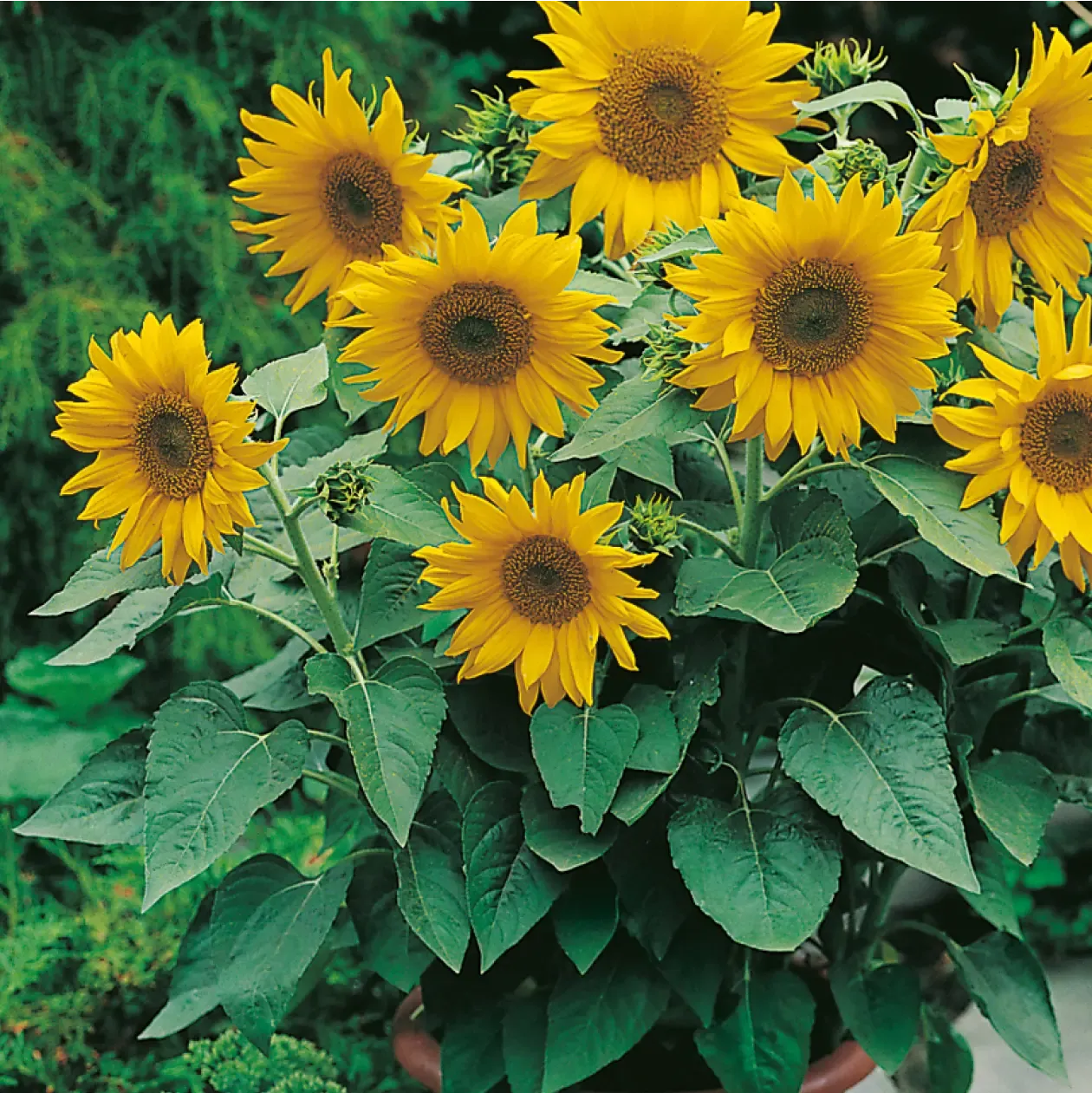 World Botanics Zonnebloem Pacino Gold zaden geel compact