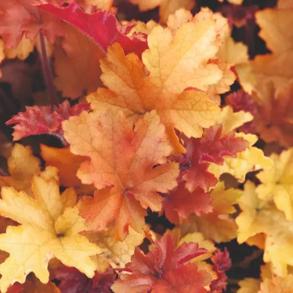 Heuchera Marmalade purperklokje plant 9cm pot
