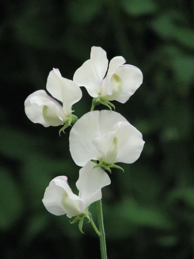 World Botanics Sweet Pea April in Paris zaden roze geurend