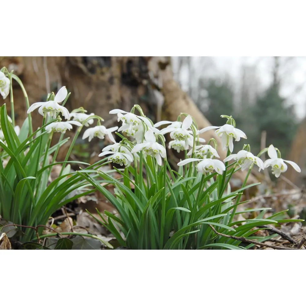 World Botanics Galanthus Flore Pleno sneeuwklokje 20 bollen