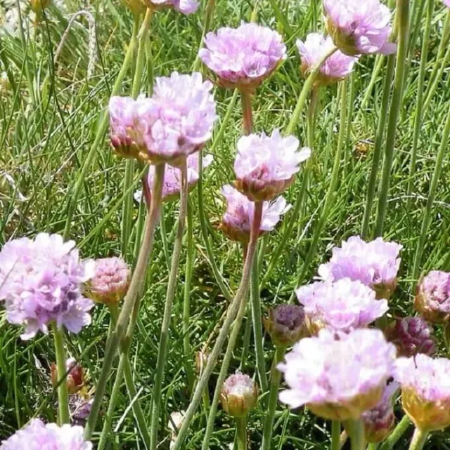 MediGran Armeria maritima zaden engels gras onbespoten