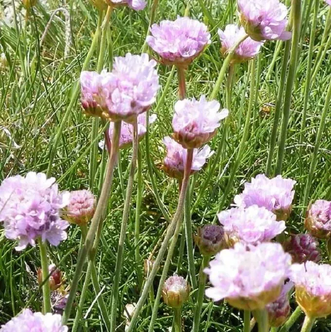 MediGran Armeria maritima zaden engels gras onbespoten