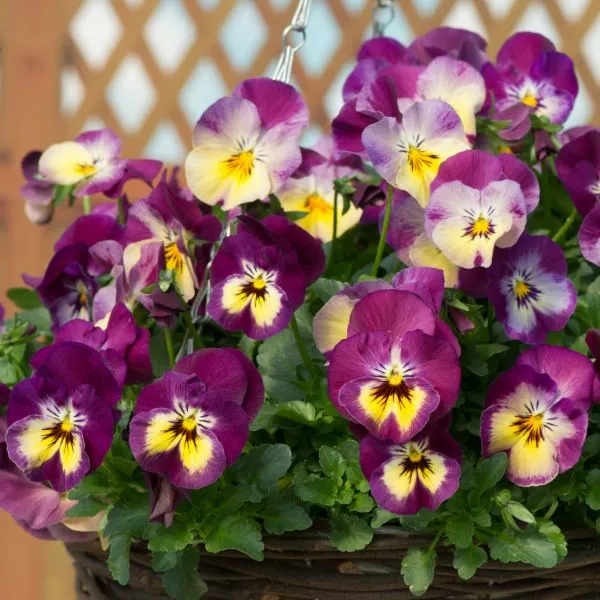 World Botanics Cool Wave Raspberry Swirl viooltjes 30 planten hangend