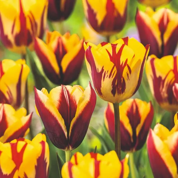 World Botanics Tulip Gavota bloembollen 15 stuks rood-geel