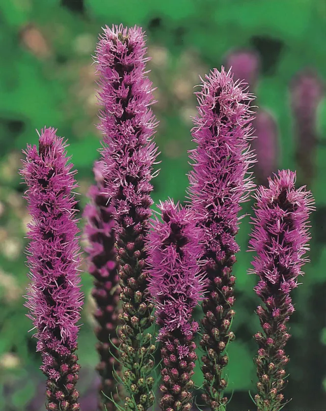 World Botanics Liatris Spicata bloemzaden onbespoten paars