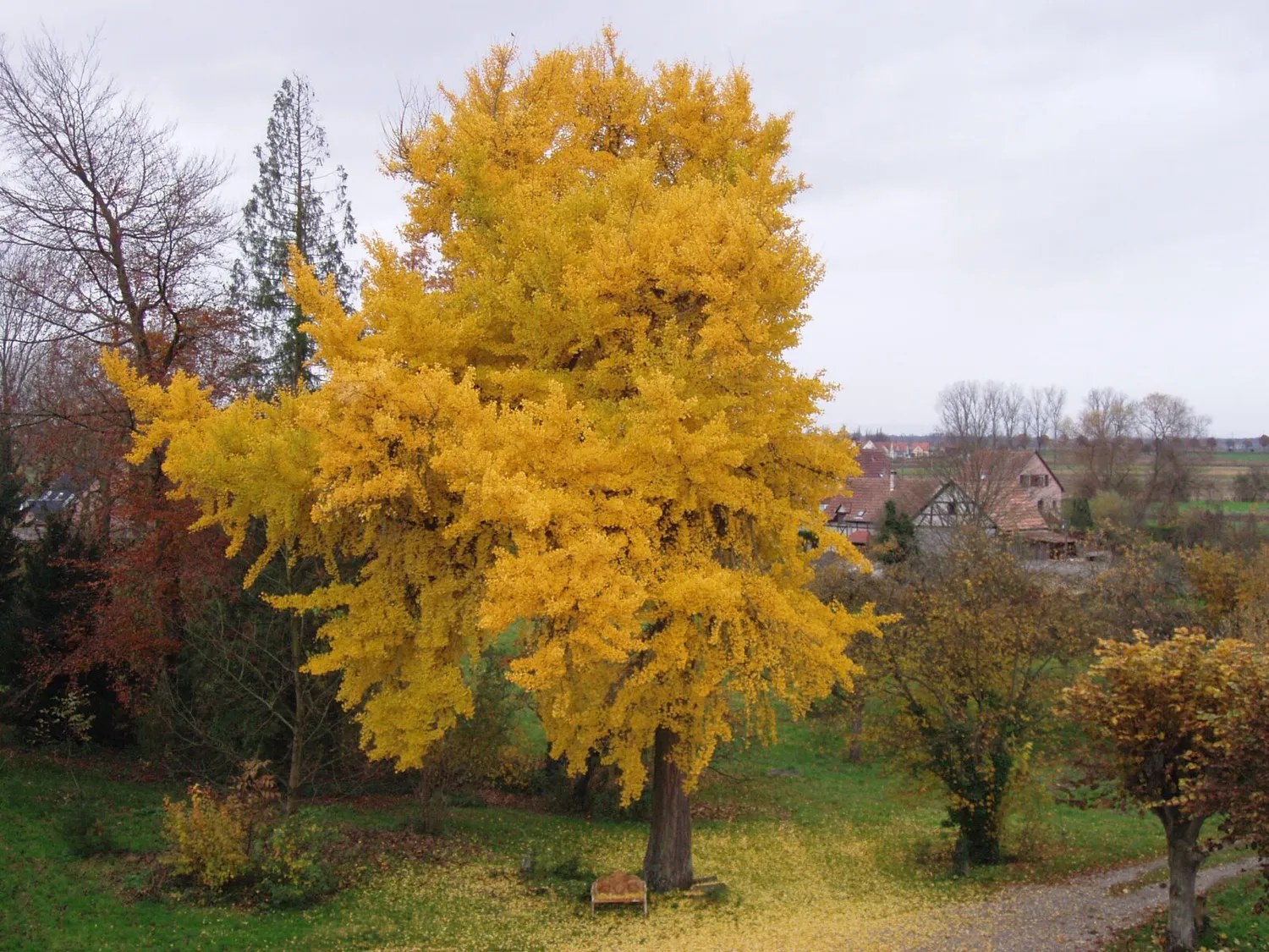 De Tuinen van MergenMetz Ginkgo Kabouter boom 5 liter compact
