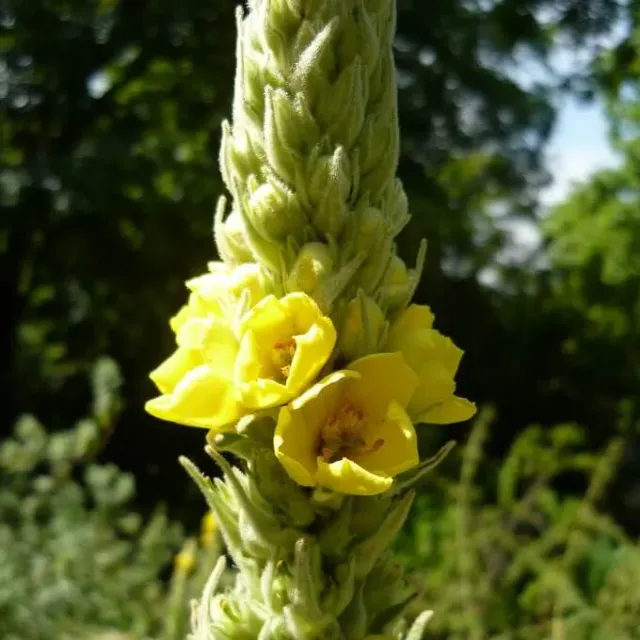 MediGran Verbascum thapsus koningskaars zaden tweejarig