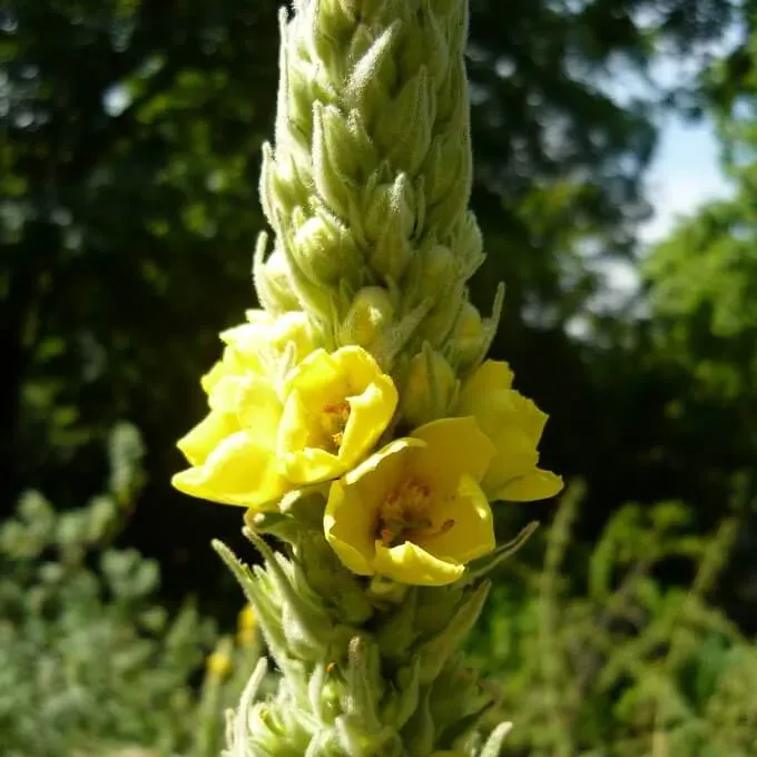 MediGran Verbascum thapsus koningskaars zaden tweejarig
