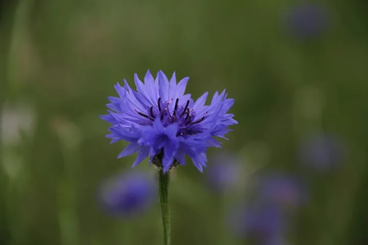 Vitale Rassen Bloemenfeest Bloemenmix Zaden Onbespoten