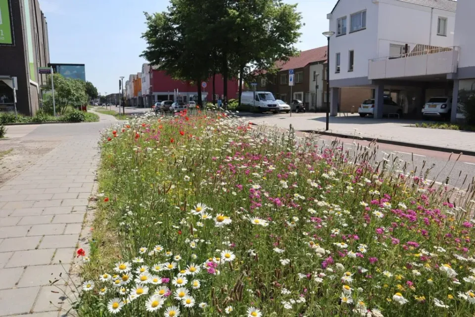 MediGran BM-10 bloemenweidemengsel zaden 40 cm