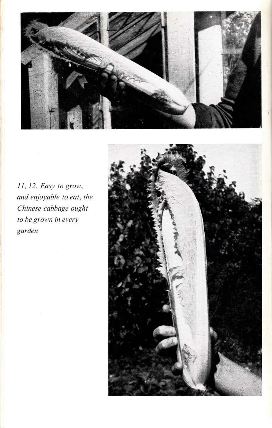 De Tuinen van MergenMetz Chinese Kool Granaat zaden 200 stuks