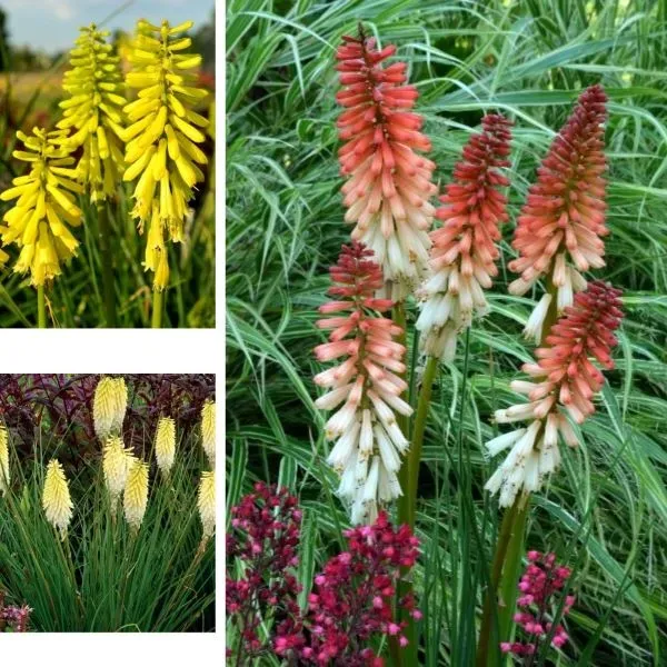 World Botanics Kniphofia Popsicle planten collectie 3 stuks 9 cm