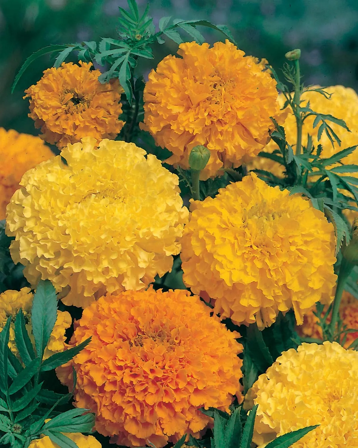 Johnsons Marigold African Double Mixed bloemzaden oranje