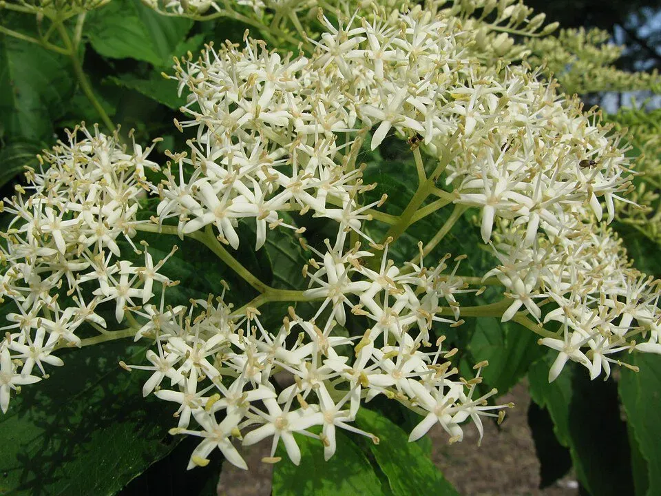 De Tuinen van MergenMetz Macrophylla kornoelje plant 30-40 eetbaar