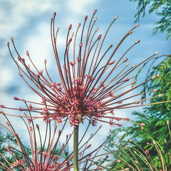 World Botanics Allium Schubertii bloembollen paars 5 stuks