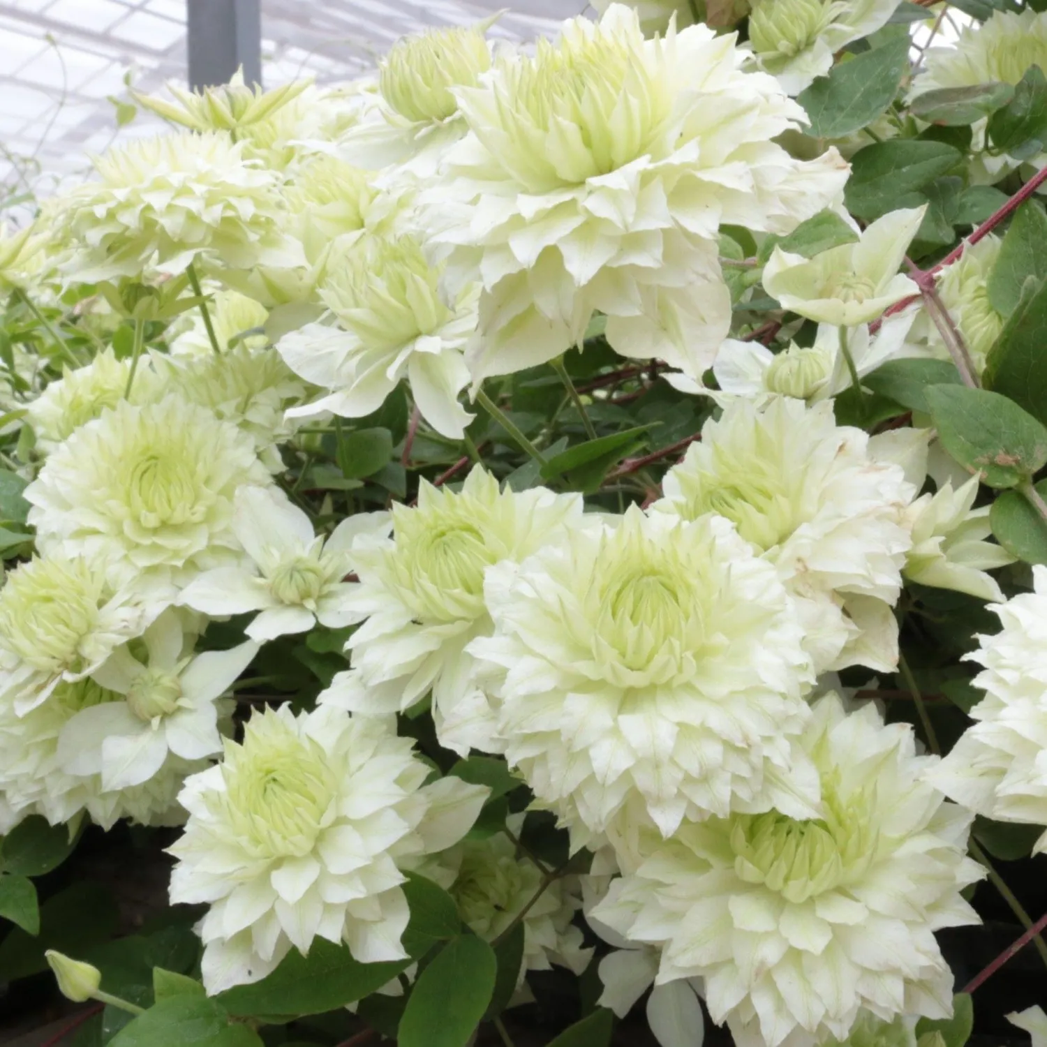 World Botanics Clematis Double Flower klimplant 3x 9cm pot dubbel