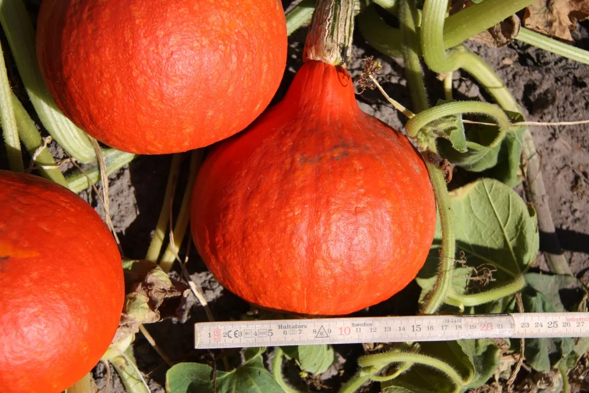 Vitale Rassen Pompoen oranje Hokkaido Denis zaden