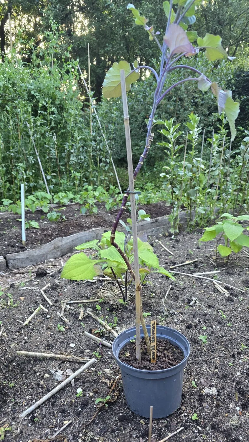 De Tuinen van MergenMetz Taunton Deane Kale koolplant vast