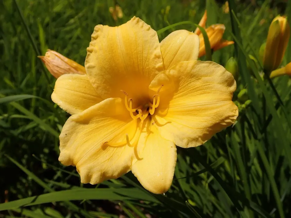 De Tuinen van MergenMetz Stella d'Oro Daglelie plant geel